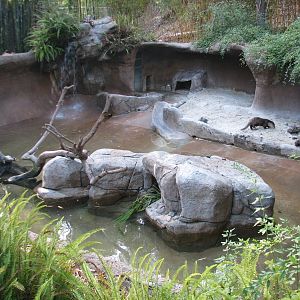 Outback - Cape Clawless Otter Exhibit