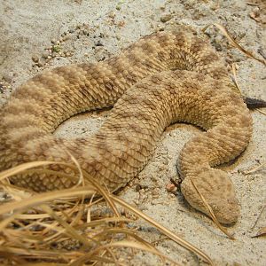 Discovery Outpost - Sahara Sand Viper