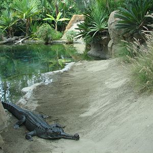 Discovery Outpost - Gharial Exhibit