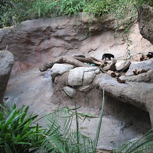 Asian Passage - Sun Bear Forest - Sun Bear Exhibit