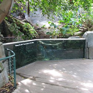 Lost Forest - Absolutely Apes - Owens Aviary