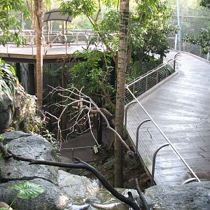 Lost Forest - Gorilla Tropics - Scripps Aviary