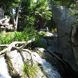 Lost Forest - Gorilla Tropics - Gorilla Exhibit