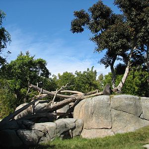 Lost Forest - Gorilla Tropics - Gorilla Exhibit