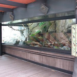 Lost Forest - Gorilla Tropics - Aviary