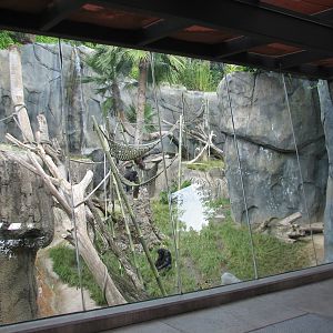 Lost Forest - Gorilla Tropics - Bonobo Viewing Window