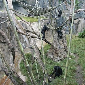 Lost Forest - Gorilla Tropics - Bonobo Exhibit
