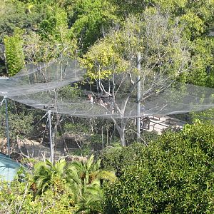 Lost Forest - Monkey Trails and Forest Tales - Overview