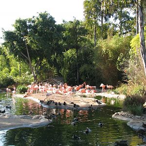 Lost Forest - Monkey Trails and Forest Tales - Flamingo Exhibit