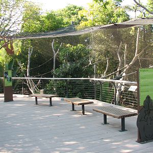 Lost Forest - Monkey Trails and Forest Tales - Mandrill, Schmidts Spot-Nose