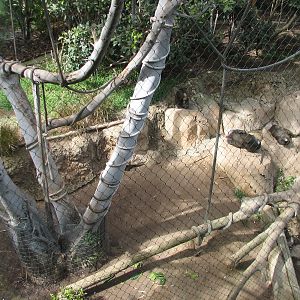 Lost Forest - Monkey Trails and Forest Tales - Mandrill, Schmidts Spot-Nose