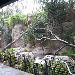 Lost Forest - Monkey Trails and Forest Tales - Wolfs Guenon and Pygmy Hippo