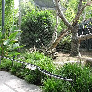 Lost Forest - Monkey Trails and Forest Tales - Golden Bellied Mangabey Exhi