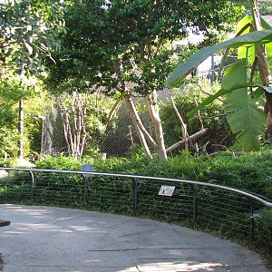 Lost Forest - Monkey Trails and Forest Tales - Gabriellas Crested Gibbon Ex