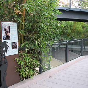 Lost Forest - Monkey Trails and Forest Tales - Visayan Warty Pig Exhibit Vi