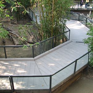 Lost Forest - Monkey Trails and Forest Tales - Visayan Warty Pig Exhibit Wa