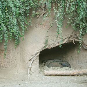 Lost Forest - Monkey Trails and Forest Tales - Visayan Warty Pig Exhibit