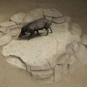 Lost Forest - Monkey Trails and Forest Tales - Visayan Warty Pig Exhibit