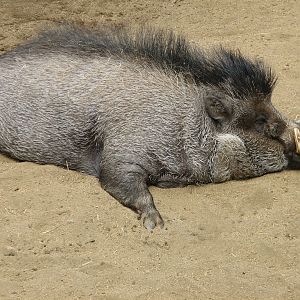 Lost Forest - Monkey Trails and Forest Tales - Visayan Warty Pig