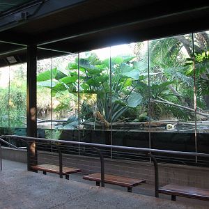 Lost Forest - Monkey Trails and Forest Tales - African Slender-Snouted Croc