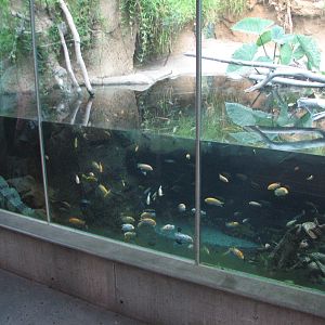 Lost Forest - Monkey Trails and Forest Tales - African Slender-Snouted Croc