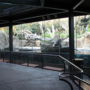 Lost Forest - Monkey Trails and Forest Tales - Pygmy Hippo and Wolfs Guenon