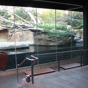 Lost Forest - Monkey Trails and Forest Tales - Pygmy Hippo and Wolfs Guenon