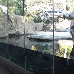 Lost Forest - Monkey Trails and Forest Tales - Pygmy Hippo and Wolfs Guenon