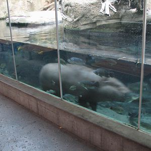 Lost Forest - Monkey Trails and Forest Tales - Pygmy Hippo and Wolfs Guenon