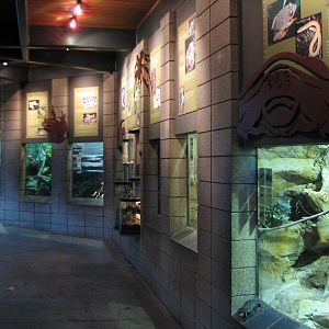 Lost Forest - Monkey Trails and Forest Tales - Reptile and Amphibian Exhibi