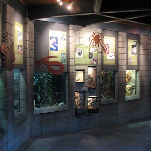 Lost Forest - Monkey Trails and Forest Tales - Reptile and Amphibian Exhibi