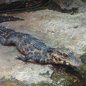 Lost Forest - Monkey Trails and Forest Tales - West African Dwarf Crocodile