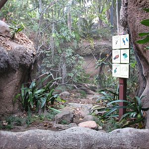 Lost Forest - Tiger River - Aviary