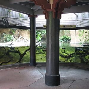 Lost Forest - Tiger River - Turtle Exhibit