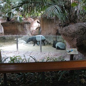 Lost Forest - Tiger River - Malayan Tapir Exhibit