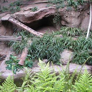 Lost Forest - Tiger River - Tiger Exhibit