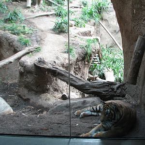 Lost Forest - Tiger River - Tiger Exhibit