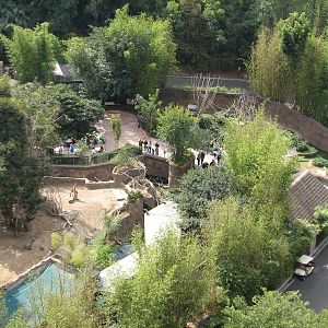 Lost Forest - Ituri Forest - Overview