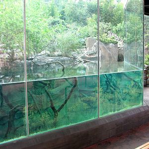 Lost Forest - Ituri Forest - Viewing Window