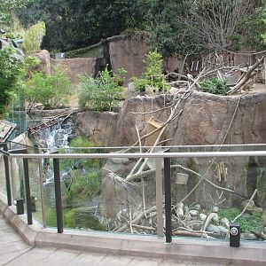 Lost Forest - Ituri Forest - Elevated Walkway