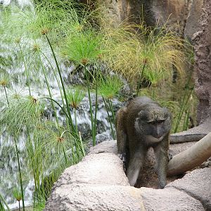Lost Forest - Ituri Forest - Allens Swamp Monkey