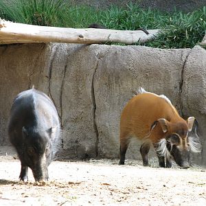 Lost Forest - Ituri Forest - Western Forest Hog and Red River Hog