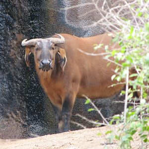 Lost Forest - Ituri Forest - Forest Buffalo