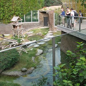 Lost Forest - Ituri Forest - African Spot-Necked Otter, Schmidts Spot-Nosed