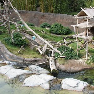 Lost Forest - Ituri Forest - African Spot-Necked Otter, Schmidts Spot-Nosed