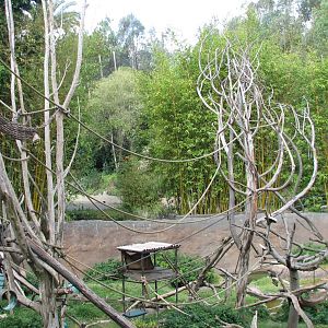 Lost Forest - Ituri Forest - African Spot-Necked Otter, Schmidts Spot-Nosed