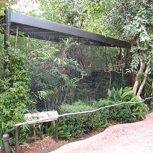 Lost Forest - Ituri Forest - Aviary