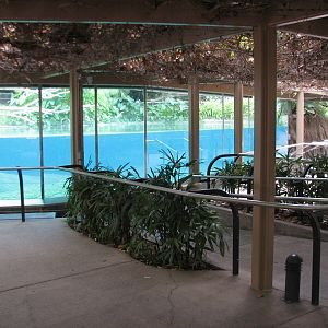 Lost Forest - Ituri Forest - Hippo Viewing Area