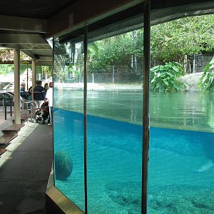 Lost Forest - Ituri Forest - Hippo Exhibit