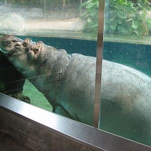 Lost Forest - Ituri Forest - Hippo